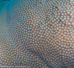 Hard corals